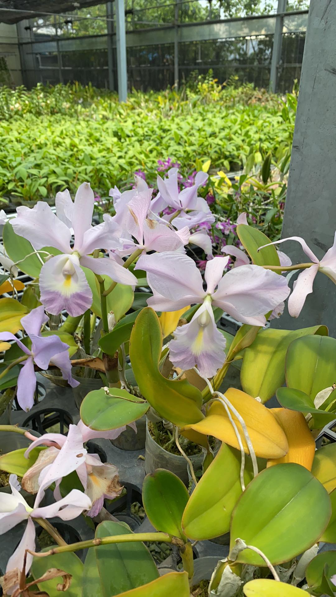 C. Sea Breeze 'Blue Ribbon'.jpg