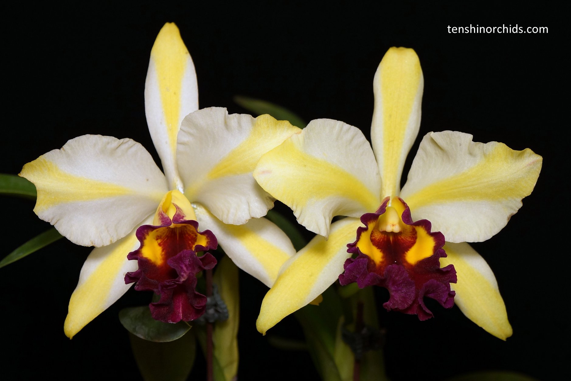 Rth. Fu Shu Glory 'Happy Holiday'.jpg