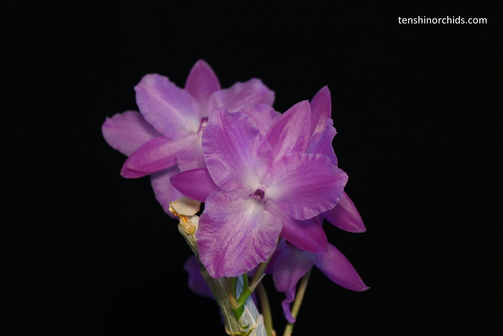 Dendrobium parishii f. petaloid.jpg