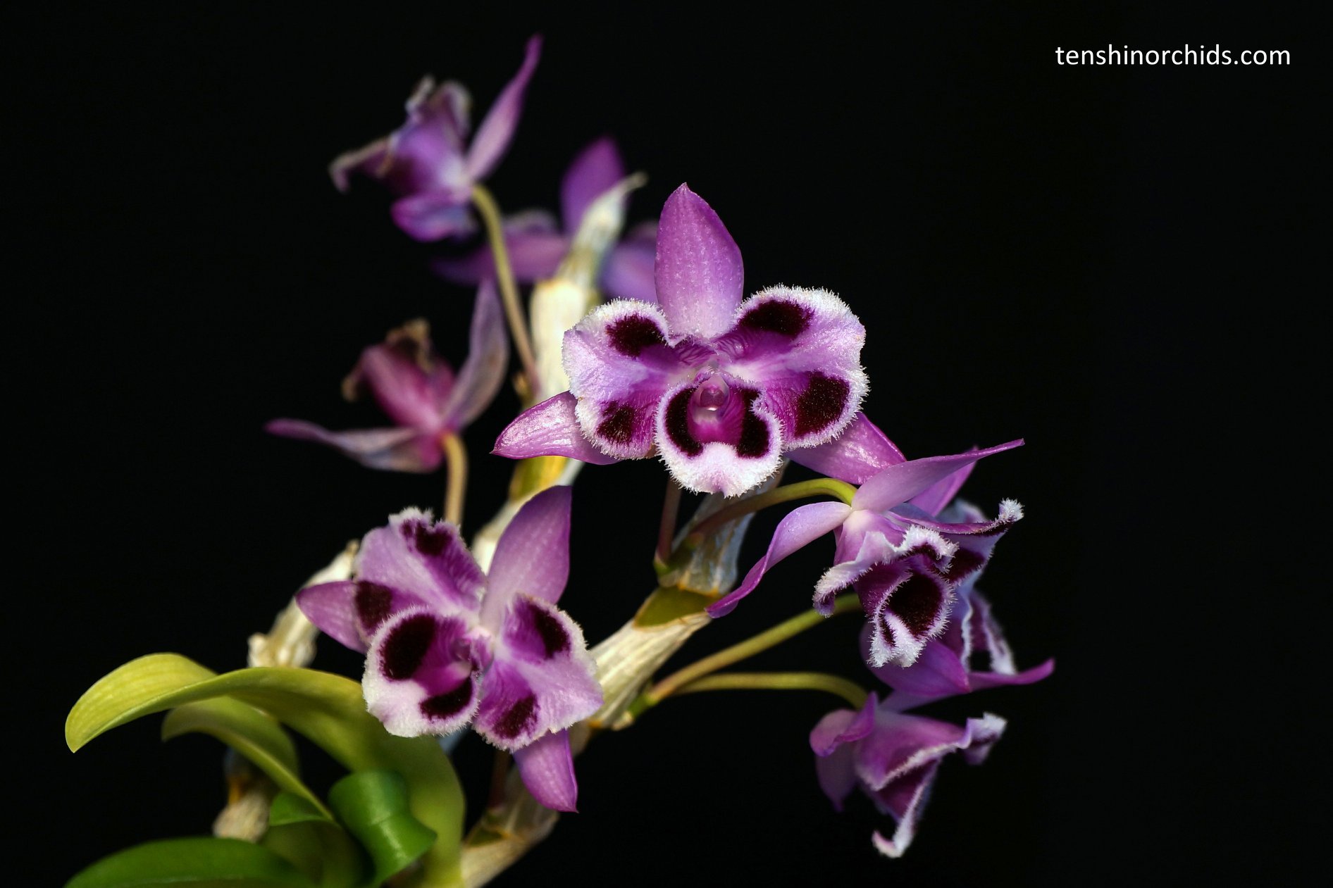 Dendrobium parishiii peloric form, six eyes.jpg