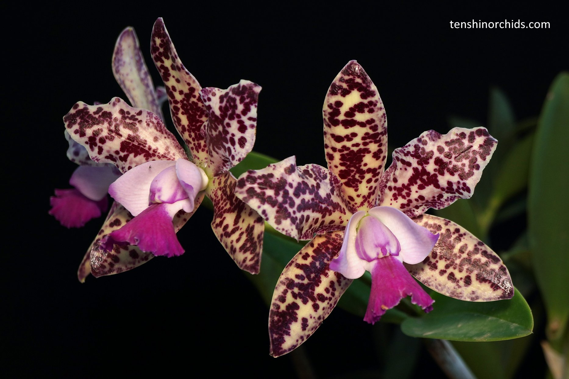 C. Green Emerald.jpg