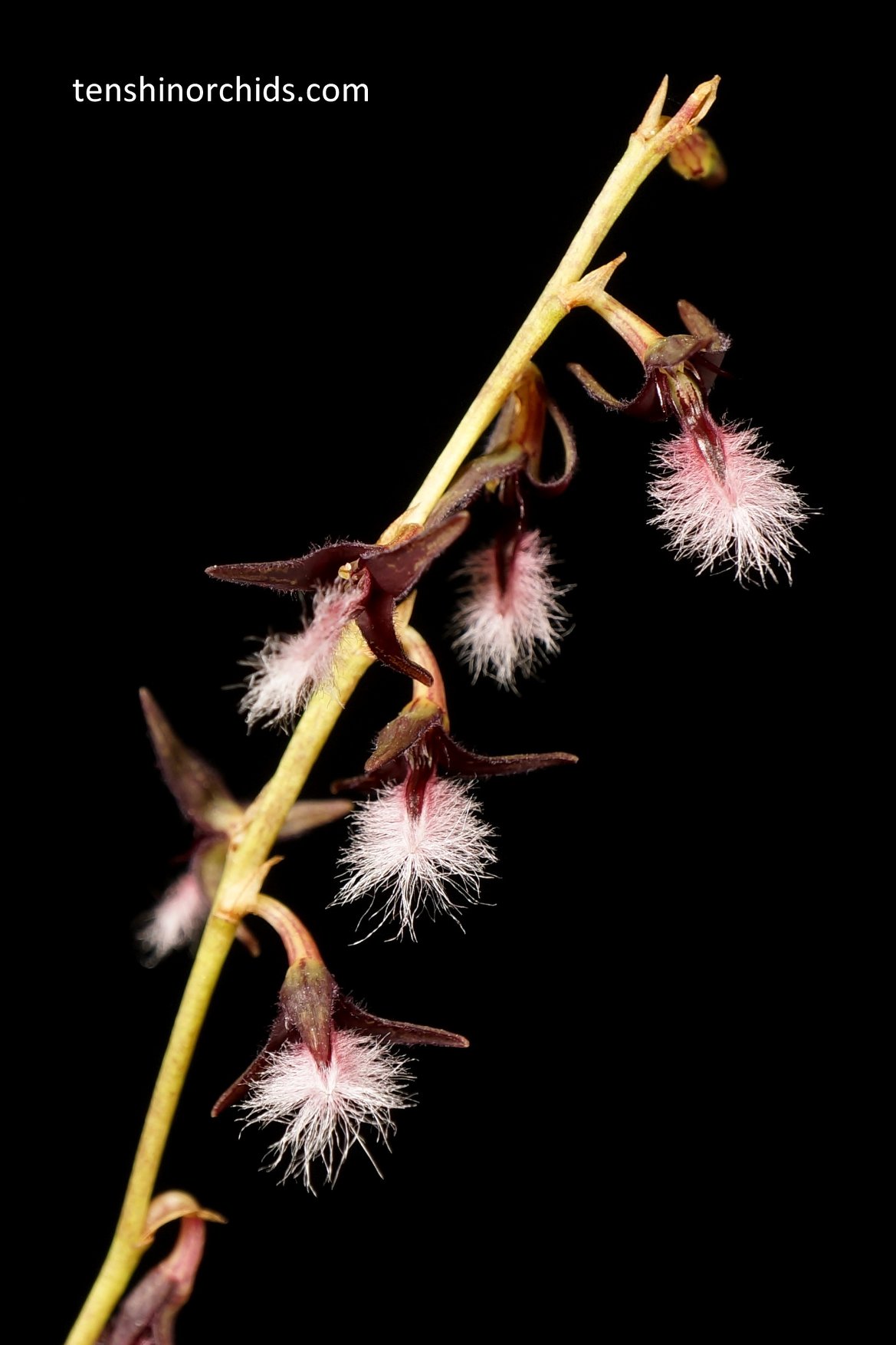Bulbophyllum saltatorium var. albociliatum,.jpg