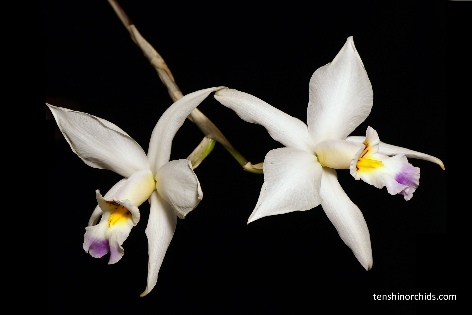Laelia anceps f. semialba.jpg