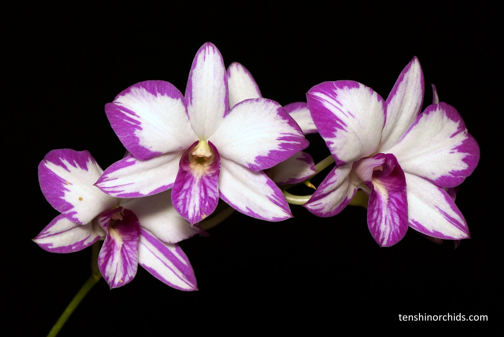 Dendrobium Enobi Purple 'Splash' (Den. Enobi Komachi x Den. Laguna Princess).jpg