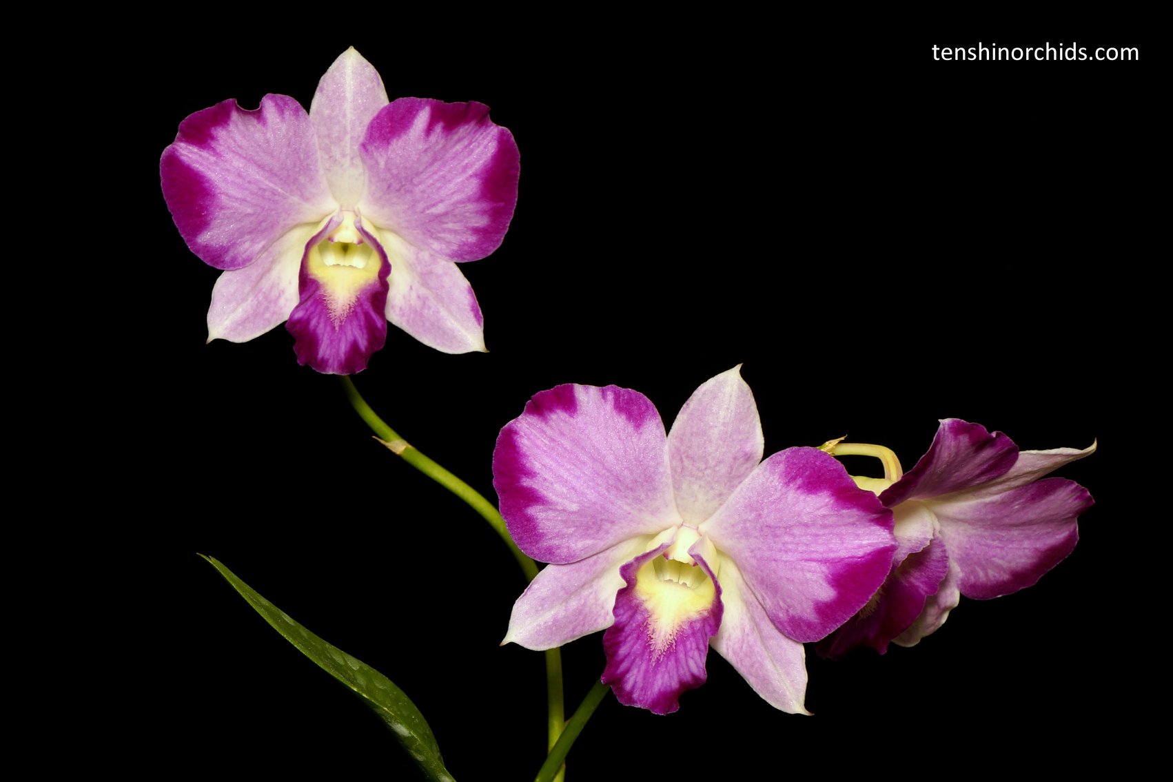 Dendrobium Ekapol, mutated form.jpg