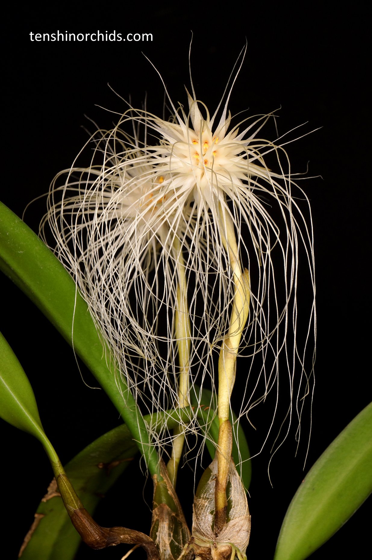 Bulbophyllum medusae.jpg