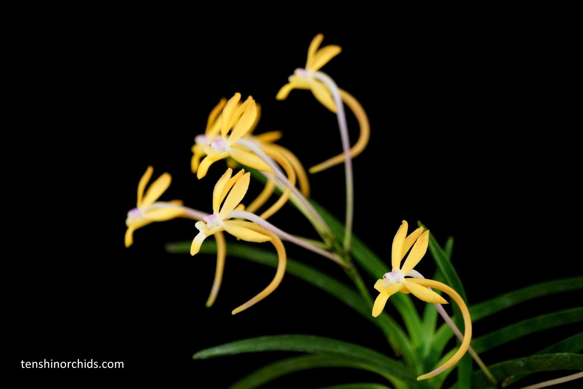 Vanda falcata 'Kibana' 黃花.jpg