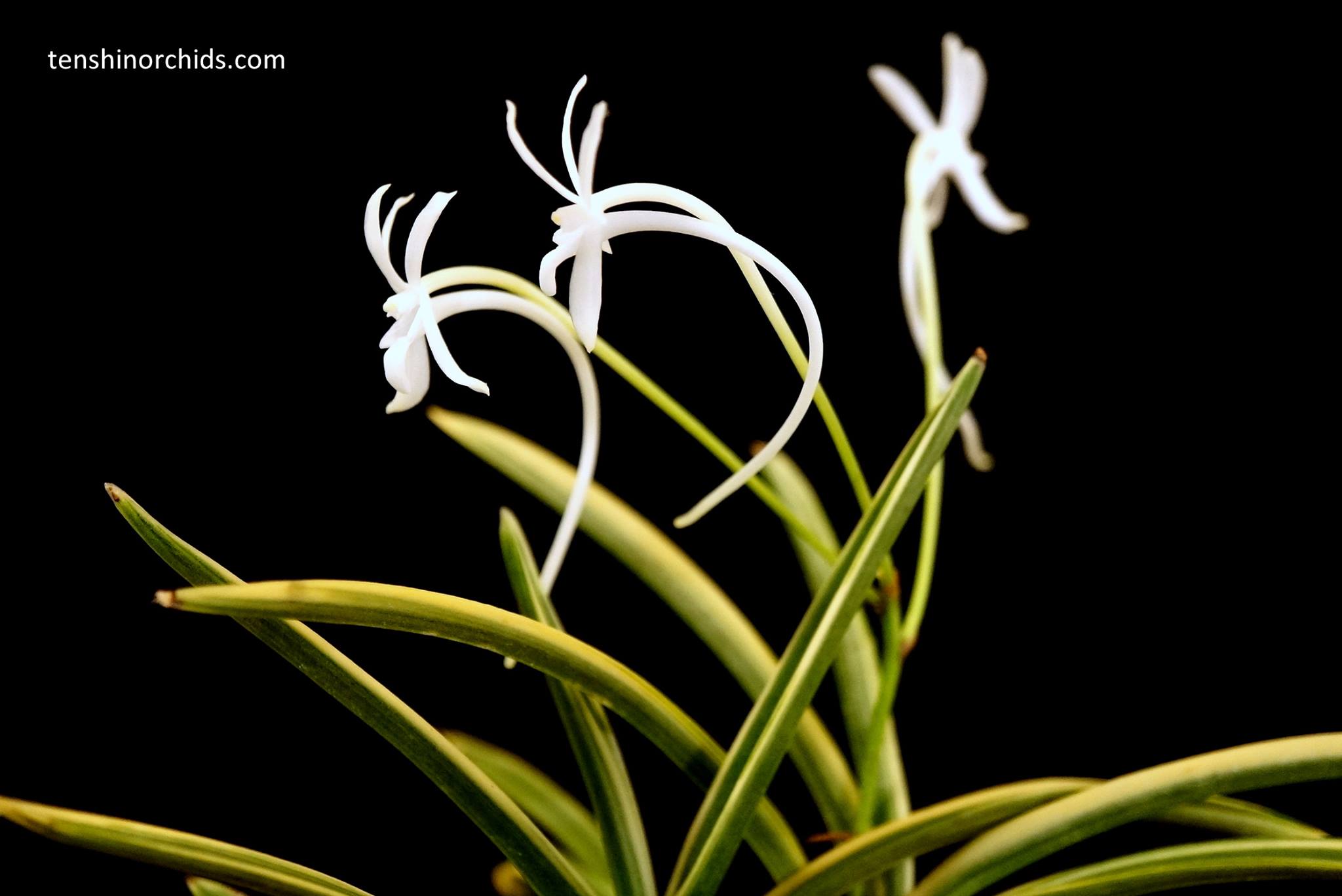 Vanda falcata 'Gojofukurin' 御城覆輪.jpg