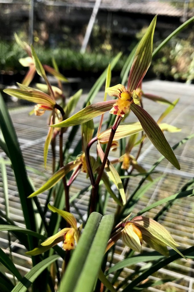 Cymbidium goeringii Chun Li 春麗.jpg