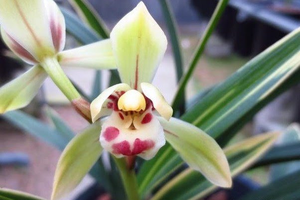 Cymbidium goeringii Cai Yun He 彩雲荷.jpg