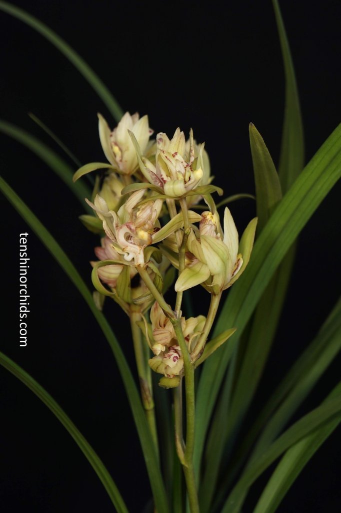 Cymbidium ensifolium Fu Shan 富山.jpg