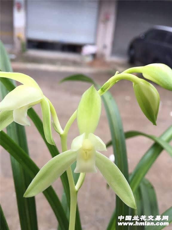 Cymbidium ensifolium Jin Si Ma Wei Zhua 金絲馬尾爪.jpg