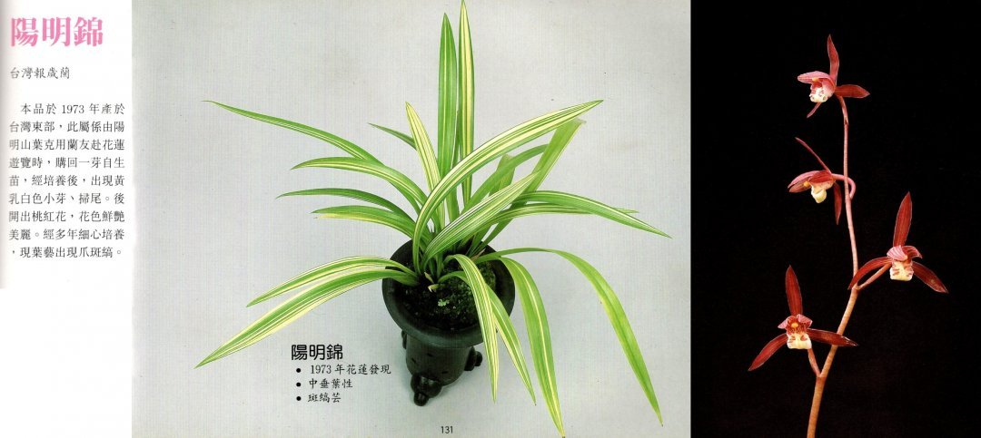 Cymbidium sinense Yang Ming Jin 陽明錦.jpg