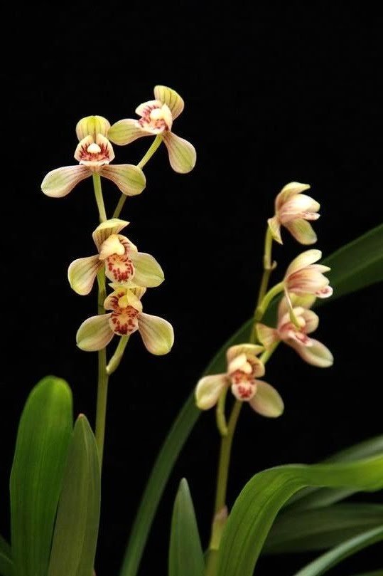 Cymbidium ensifolium Jun He 君荷.jpg