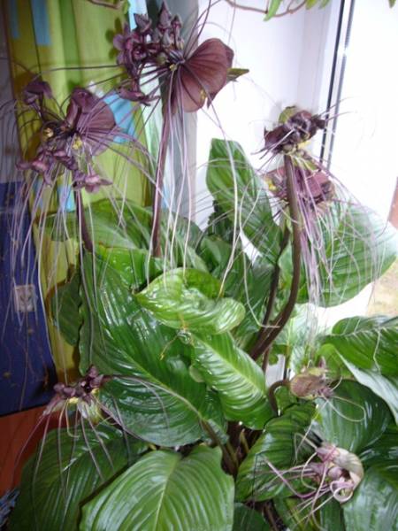 tacca (3).jpg