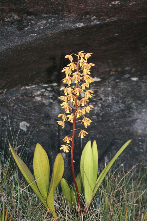 eriopsis biloba 1.jpg