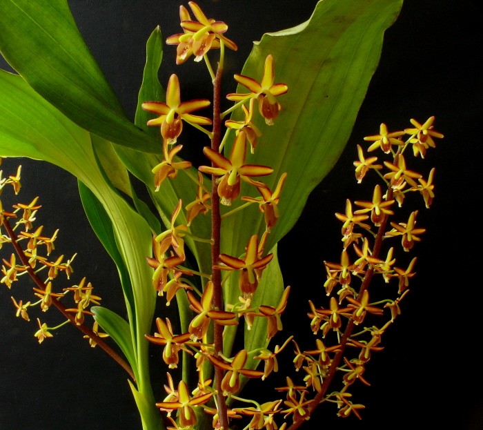 eriopsis biloba 2.jpg