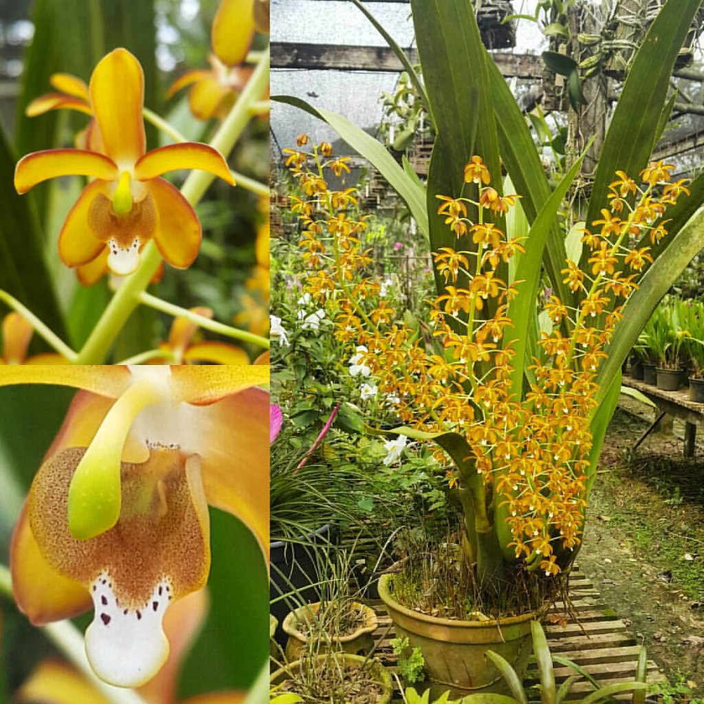 eriopsis biloba 3.jpg