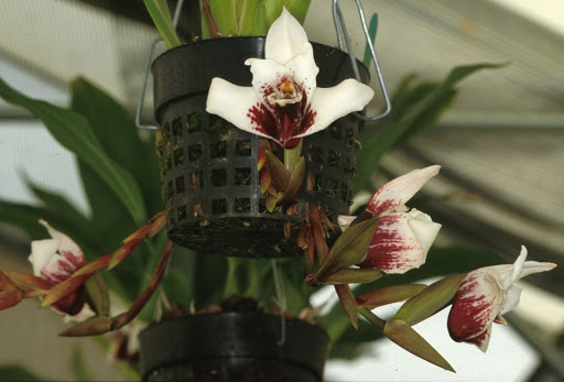 Maxillaria sanderiana.jpg