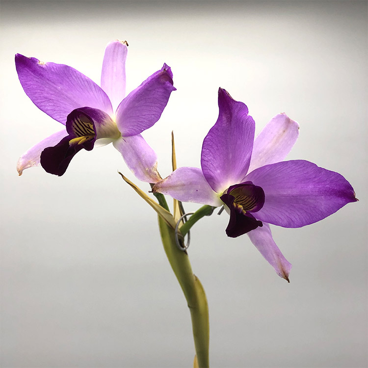 Laelia anceps var oaxacana..jpg