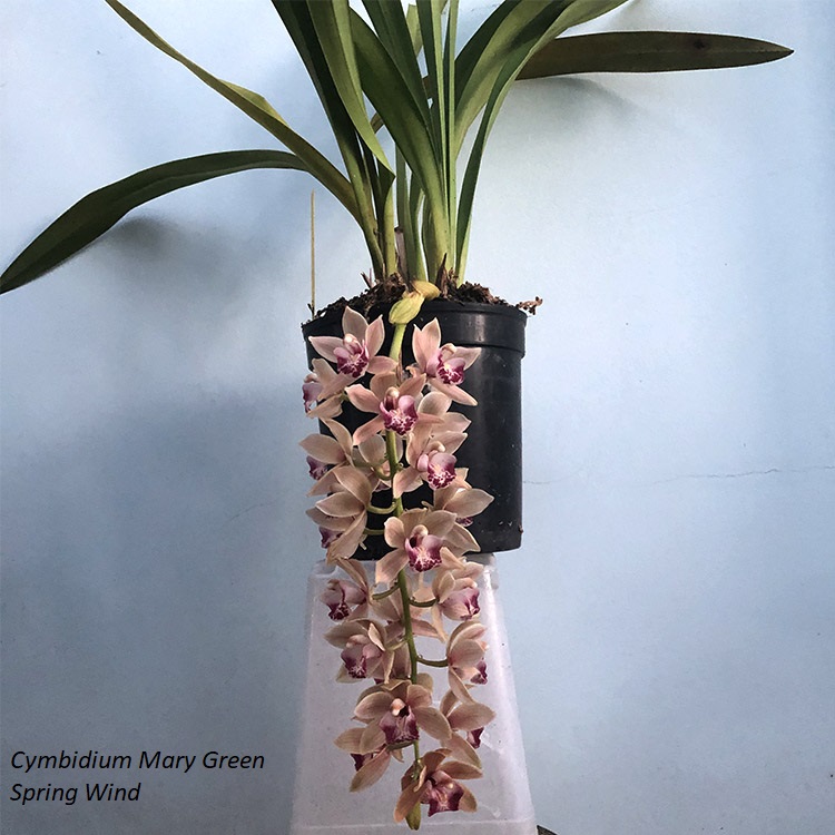 Cymbidium Mary Green Spring Wind ..jpg