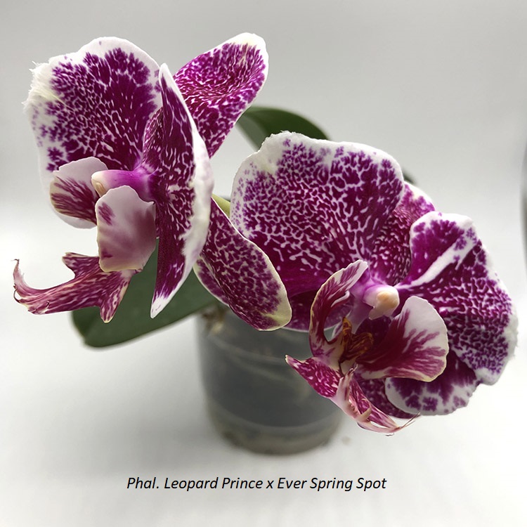 Phal. Leopard Prince x Ever Spring Spot..jpg