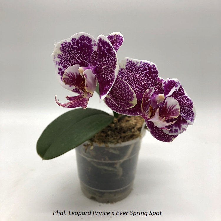 Phal. Leopard Prince x Ever Spring Spot.jpg