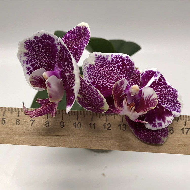 Phal. Leopard Prince x Ever Spring Spot,,.jpg