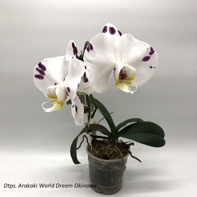 Dtps. Arakaki World Dream Okinawa.jpg