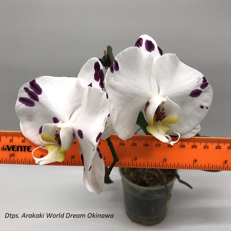 Dtps. Arakaki World Dream Okinawa..jpg