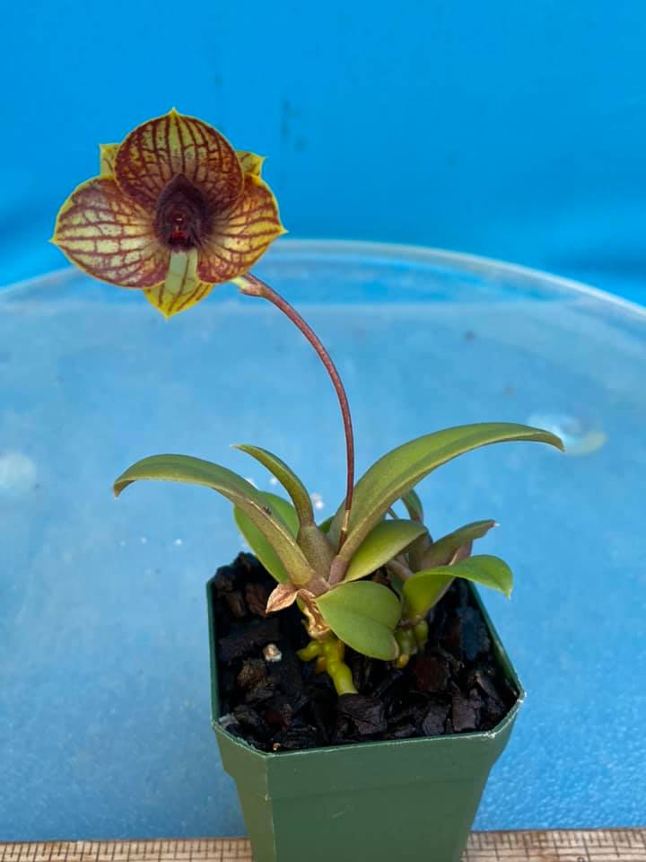 Trichopogon Ecuagenera Dream 1.jpg