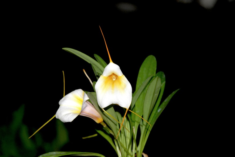 Masdevallia Ximena Neira.jpg