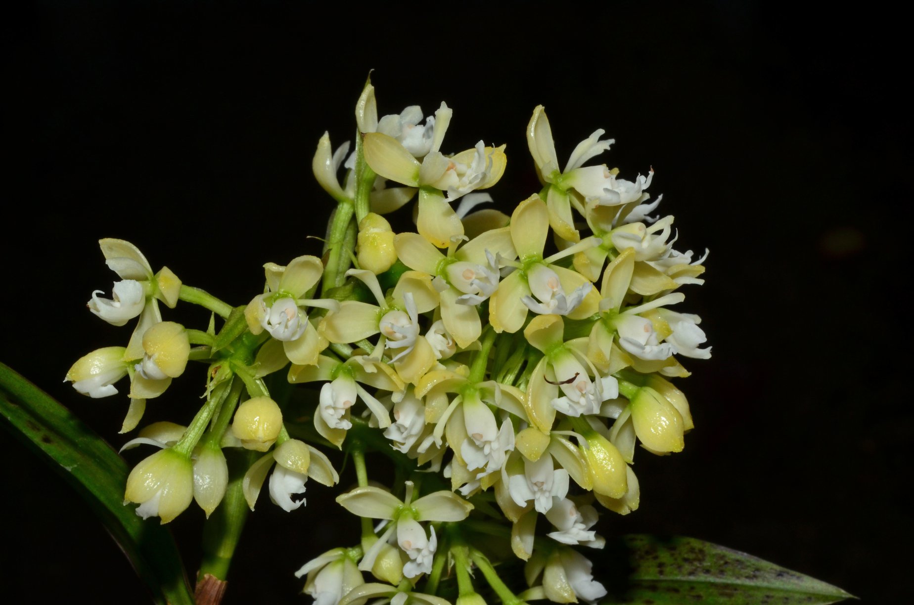 Epidendrum xelidonourum.jpg