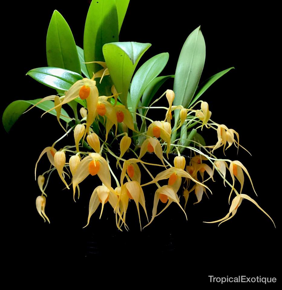 Bulbophyllum ankylochele.jpg