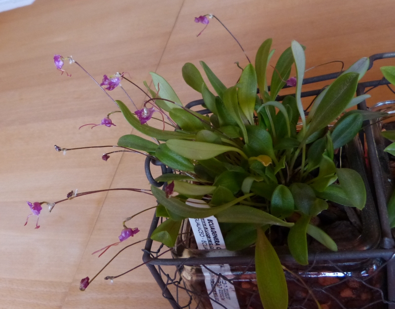 Porroglossum amethystinum.jpg