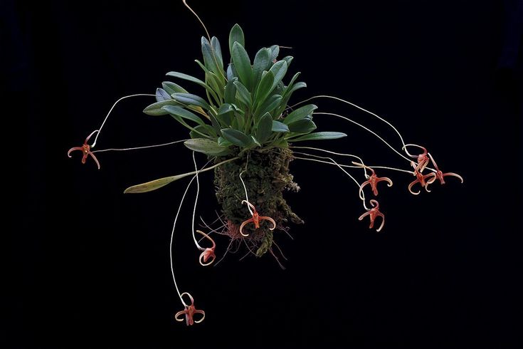 porroglossum dreiser.jpg