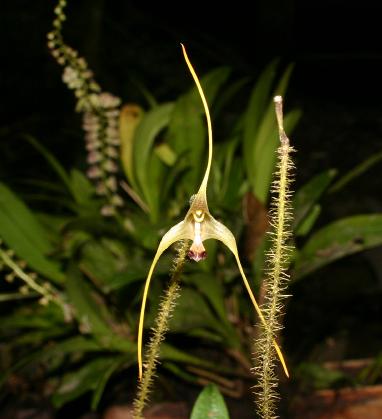 porroglossum muscosum.jpg