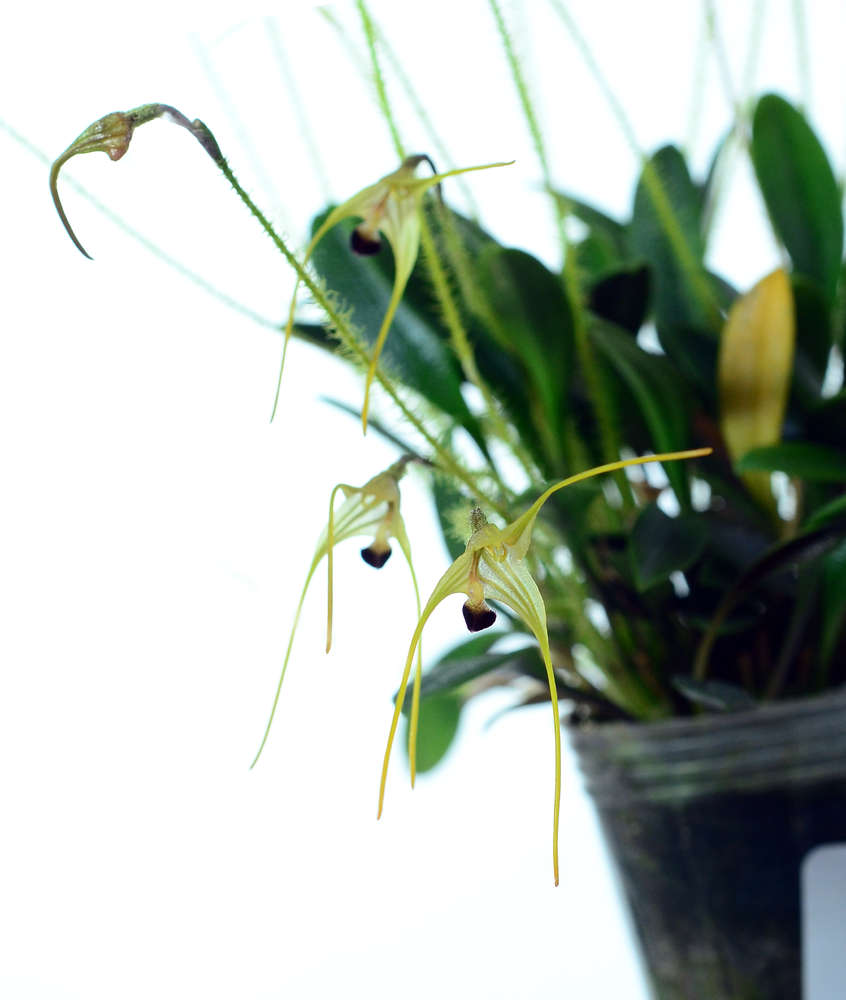 porroglossum muscosum 1.jpg
