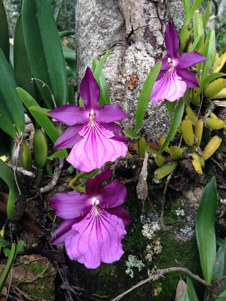 Miltonia spectabilis var. moreliana.jpg