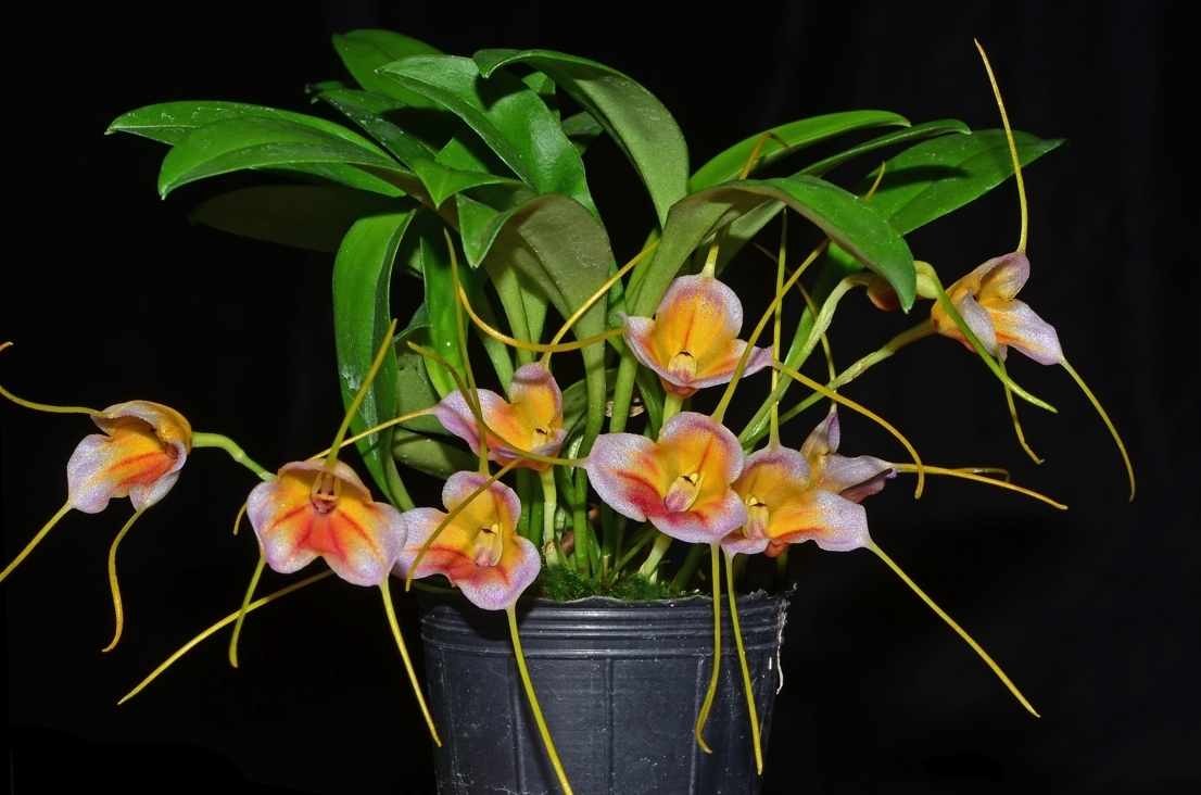 Masdevallia glandulosa 'Lucke' x Masd. sanctae-inesae.jpg
