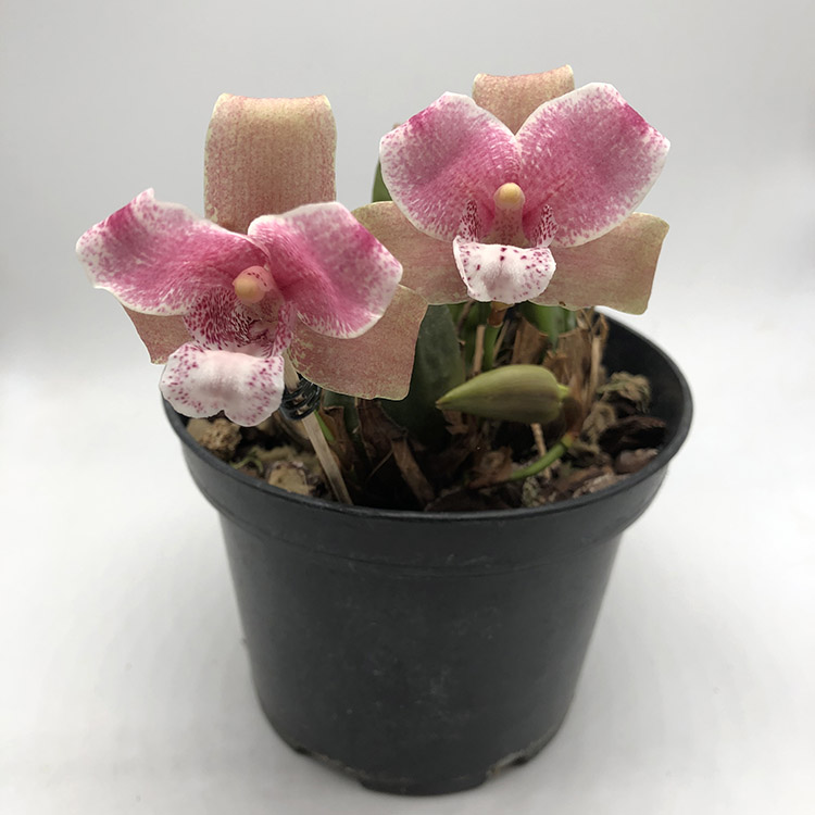 Lycaste brevispatha.jpg