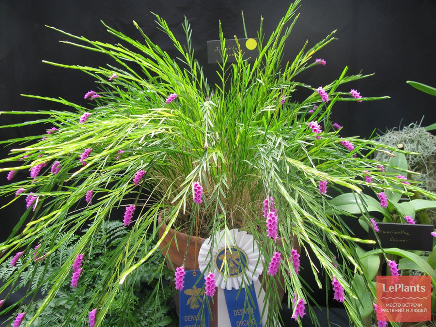 Isochilus linearis.jpg