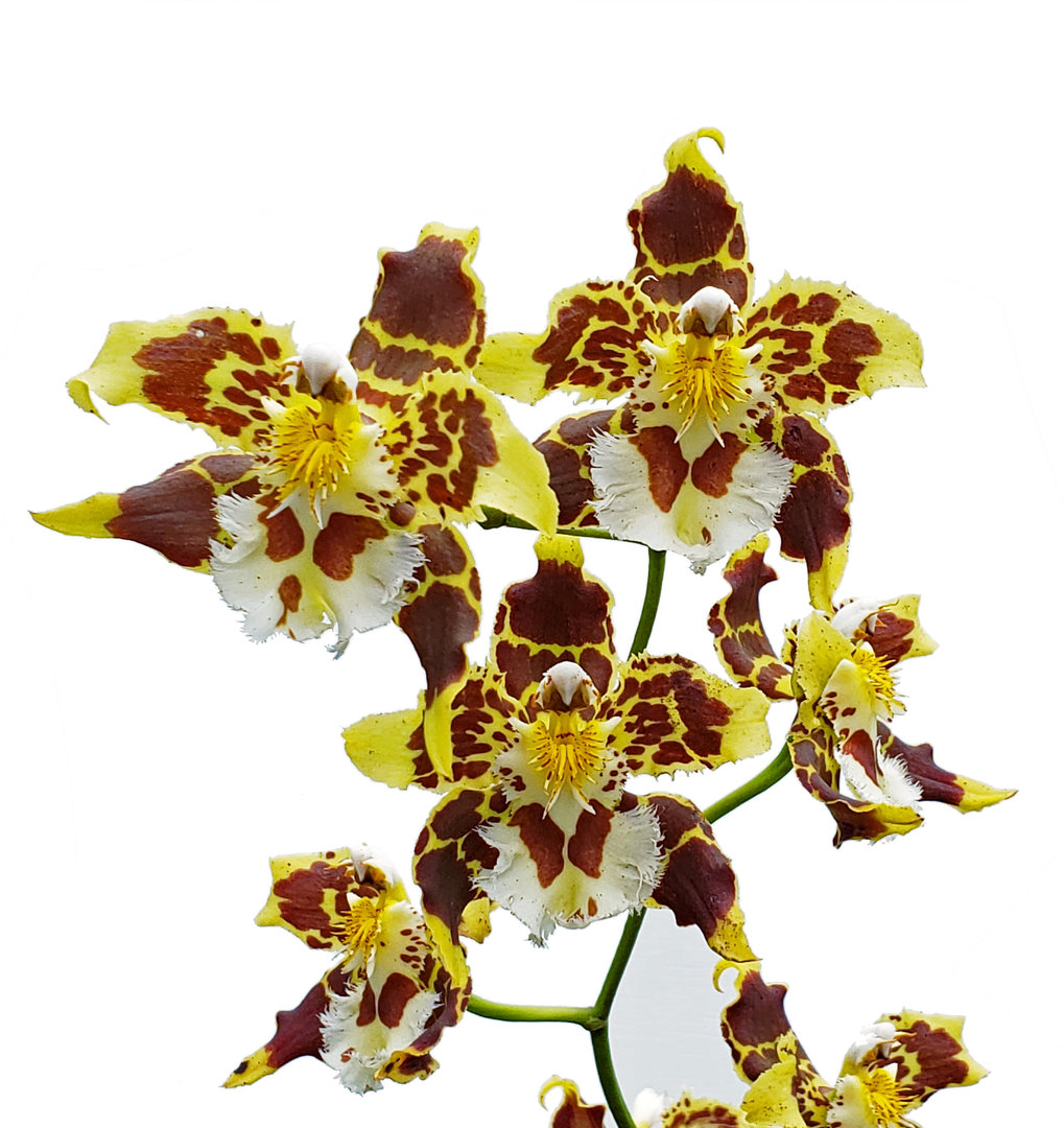 Odontoglossum hallii milagro 1.jpg