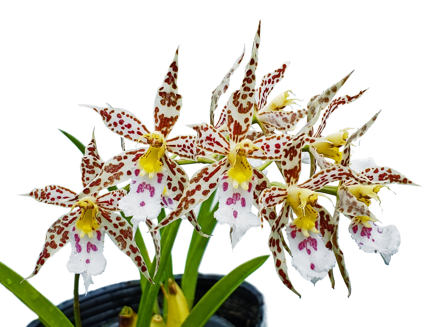Oncidium constrictum.jpg