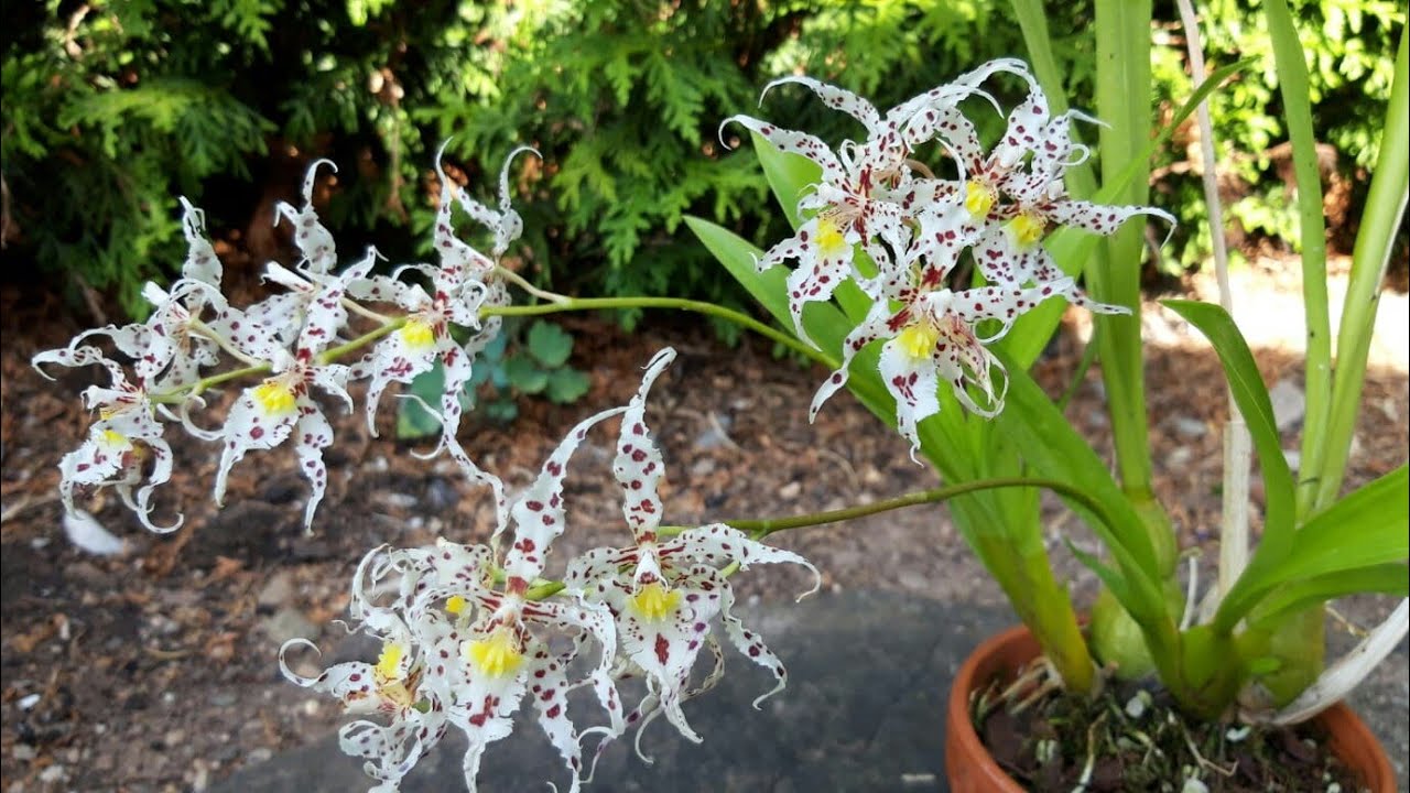 Oncidium naevium.jpg