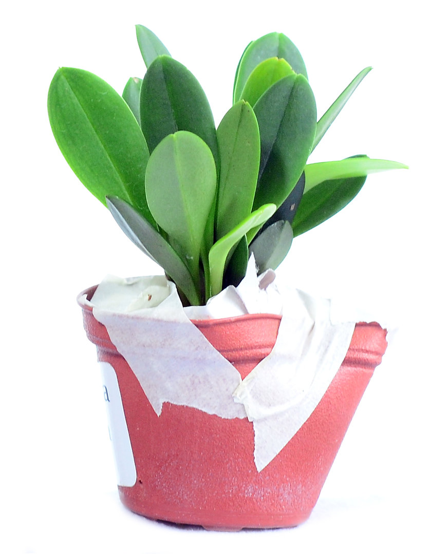 Masdevallia decumana 1.jpg