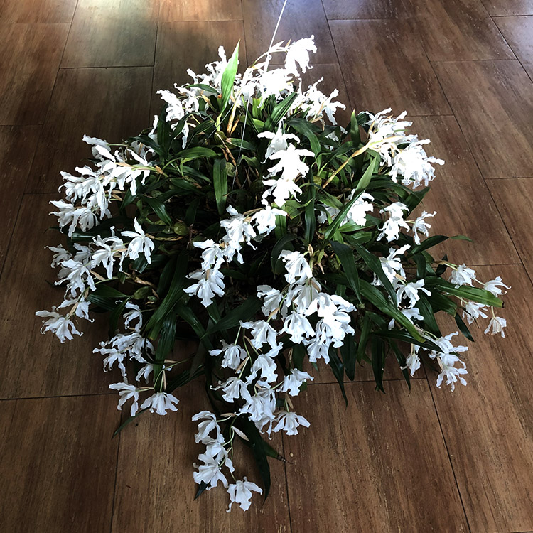 Coelogyne cristata var. hololeuca 4.jpg
