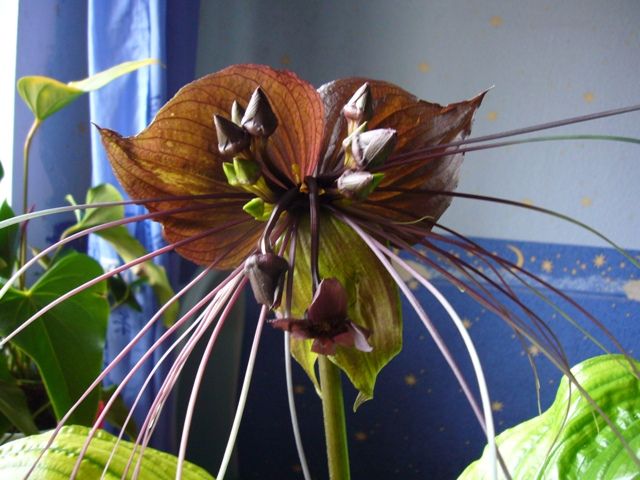 tacca (2).jpg