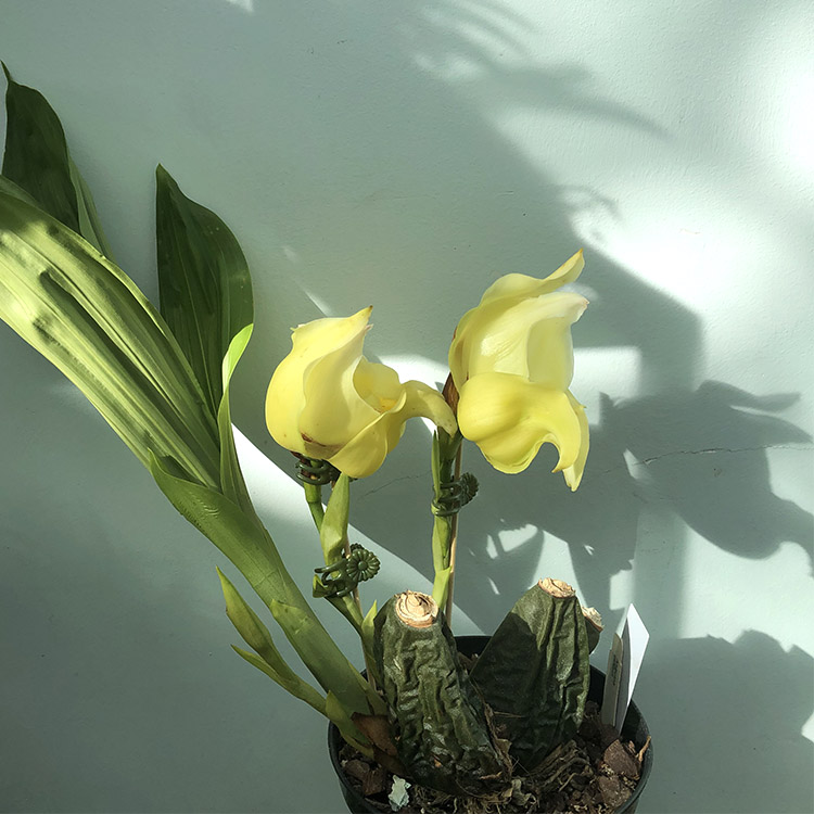 anguloa cliftonii.jpg