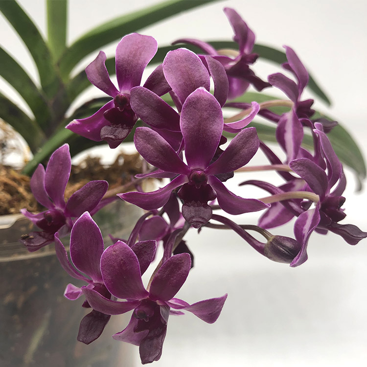 NEOSTYLIS PINKY(NEOFINETIA FALCATA `PINK`X RHY.jpg